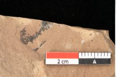 Foto (Detailsansicht) von Quercus palaeoilex Ettingshausen (NHMW-GEO-2024-0188-0926)